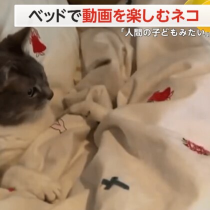 【約400万回再生】枕を背もたれに布団をかぶり、ネズミの動画をじーっ…と見つめるネコ「まるで人間の子ども」と話題に