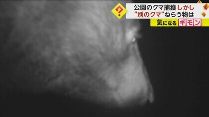 【公園にクマ】カメラにどアップで映る…捕獲も別クマ被害相次ぐ「バリバリすごい音」リンゴ保管する倉庫破壊　岩手・紫波町
