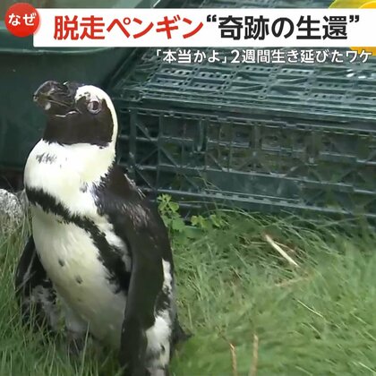 「本当かよ？」脱走ペンギン“奇跡の生還”　生きた魚を捕ったことない“温室育ち”の「ペン」が2週間生き延びたワケ　愛知