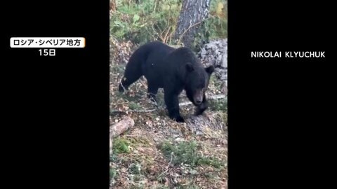 飢えたクマの集落侵入相次ぐ　10人死亡　24時間で12頭駆除された地域も　ロシア