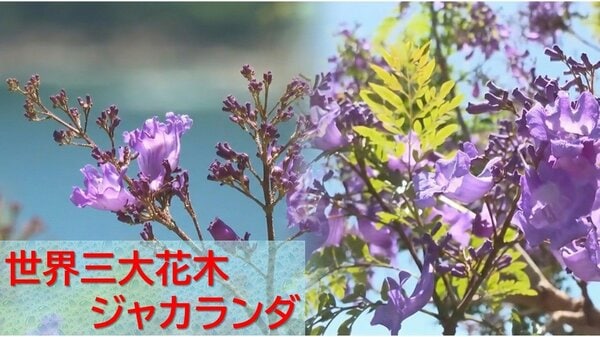 過去最高の花つき！世界三大花木「ジャカランダ」が見頃 青紫の花に