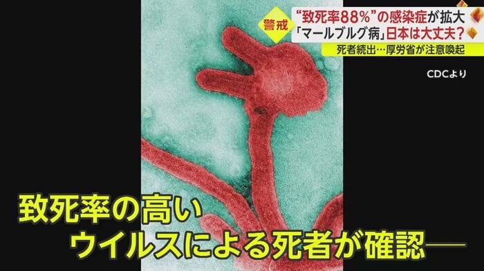 「マールブルグ病」ウイルス