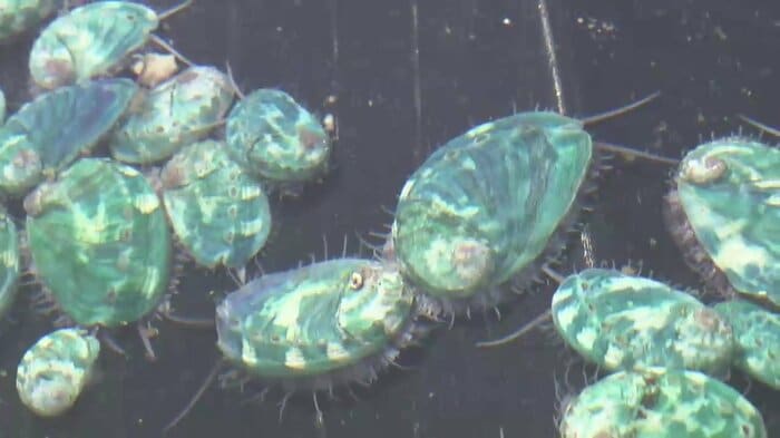 元正榮北日本水産の養殖アワビ