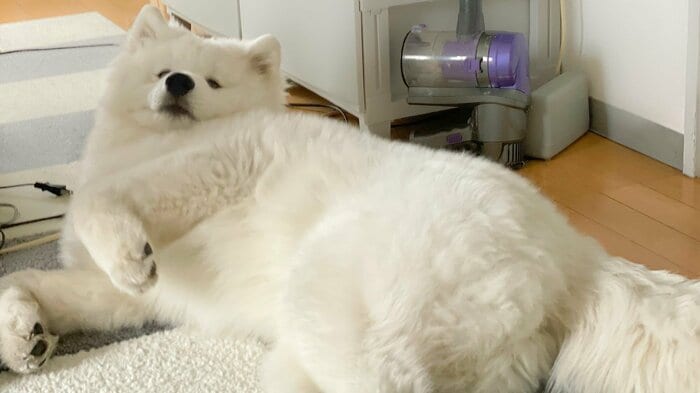 モフモフでボリュームがすごい
