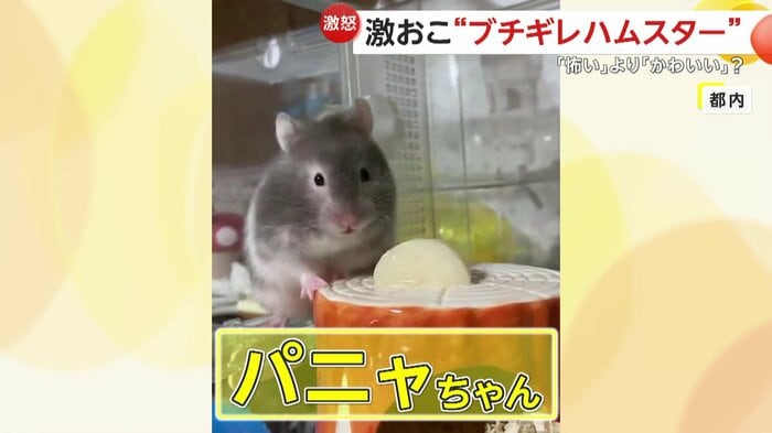 普段のパニャちゃん(視聴者撮影)