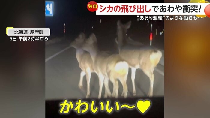 シカが走る姿に魅了されたドライバー(提供:m_y_1220)