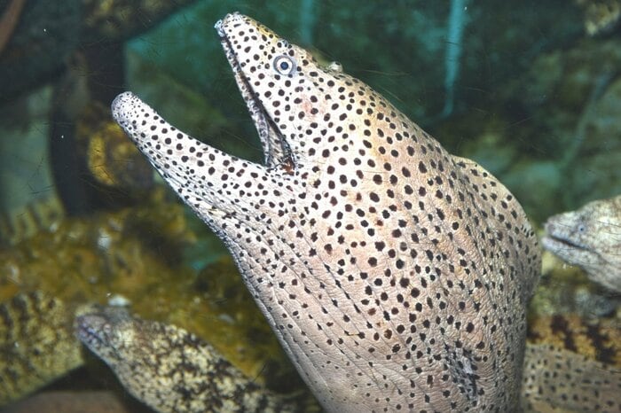 ニセゴイシウツボ(提供:すさみ町立エビとカニの水族館)