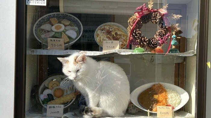 コンちゃん