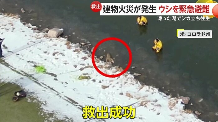 岸まで到着して立ち上がったシカ（Colorado Springs Fire Department）