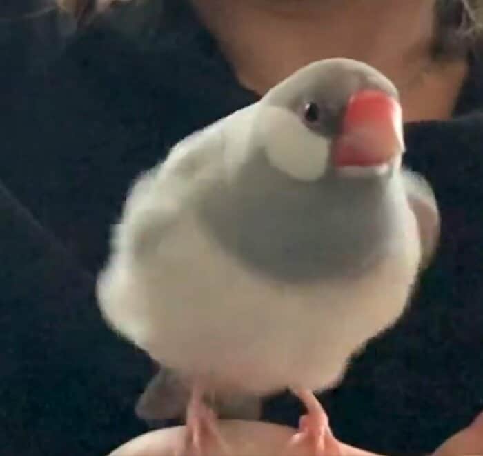 もふっ