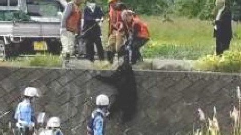 麻酔銃で眠らせ捕獲（提供：視聴者）