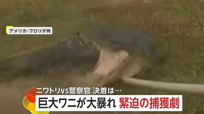 「棒が折れちまった」大暴れする巨大ワニを警察官が捕獲に大苦戦 住宅街では“おとなしい”ニワトリ無事確保…実は9歳女の子のペット アメリカ|FNNプライムオンライン