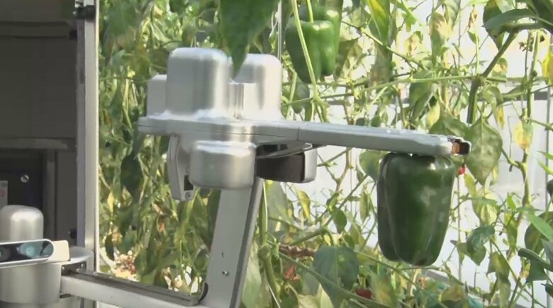 ロボットがピーマンを収穫 農家の労働力不足を解決する「優しい収穫ロボ」の実力｜FNNプライムオンライン