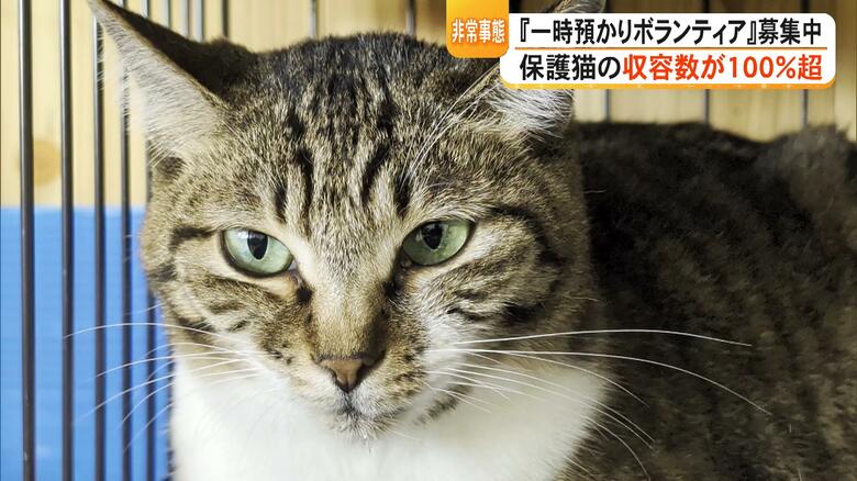 【非常事態】保護猫の収容数が100％超　多頭飼育崩壊に春に生まれた子猫が『捨て猫』に　一時預かりボランティアを募集中【熊本発】｜FNNプライムオンライン