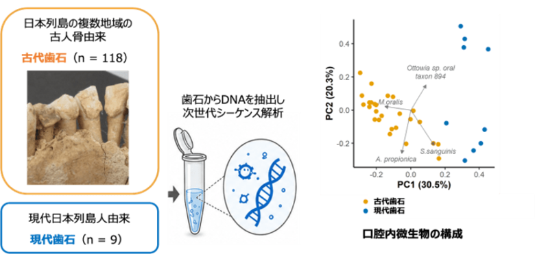 歯石DNAから読み解く、過去の日本人と口腔内微生物の関わり