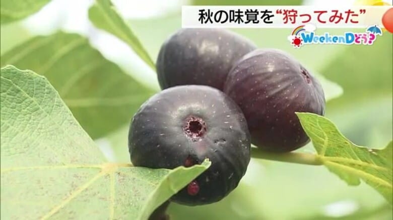 【WeekenDどう？】“味覚”で秋への移ろいを感じてみてはどう？観光農園でイチジク狩りや栗拾い体験｜FNNプライムオンライン