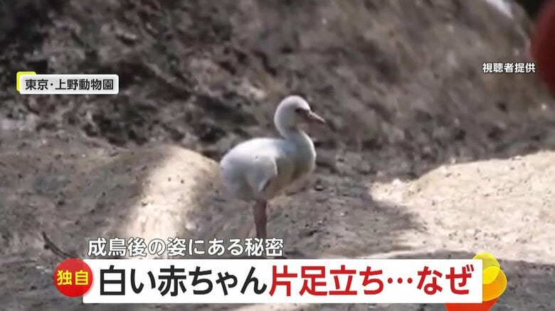 【独自】330万回再生！フラミンゴの赤ちゃん何度も片足上げて「ヨロッ」　もしかして…片足立ちの練習？　上野動物園｜FNNプライムオンライン