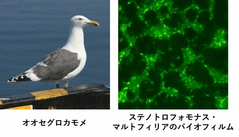 【摂南大学】海を渡るカモメ、薬剤耐性菌も運ぶ可能性