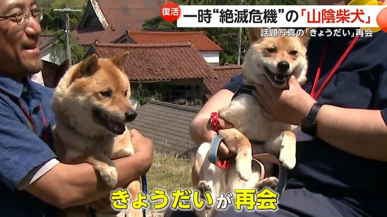 【復活】「奇跡の1枚」のきょうだいも再会　一時“絶滅危機”の「山陰柴犬」鑑賞会…約50匹集まる　鳥取・湯梨浜町｜FNNプライムオンライン