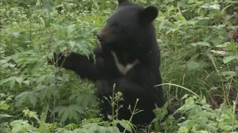 クマから住民を守ろう…中四国の関係省庁が集まり初の意見交換会　各地の対策など意見交換【岡山】｜FNNプライムオンライン