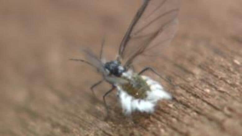【雪虫シーズン到来】札幌や北見など目撃続々！2024年も大発生か？服についたり、食べてしまったら？目に入ったらどうする？万全な雪虫対策を 北海道｜FNNプライムオンライン