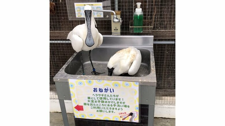 「そこ巣にしちゃったの」ヘラサギが選んだ場所は手洗い場のシンク…現在の様子を掛川花鳥園に聞いた