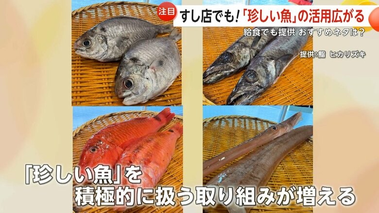 “処理が難しい魚”も美味しく「珍しい魚」への注目高まる すし店や学校給食、サブスクサービスなどで活用|FNNプライムオンライン