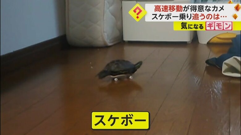 「速っ！」カメが“スケボー”で高速移動　猫を追いかけ回す姿がSNSで話題　カーブや方向転換、飼い主に「乗せて」アピールも｜FNNプライムオンライン