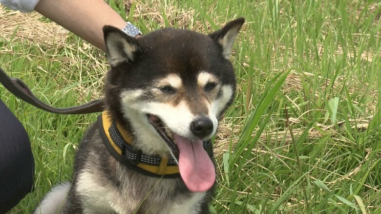 普段は吠えない愛犬が「ワン！」と鳴いたその先に…土手に倒れた高齢男性　お手柄コンビに警察から感謝状【静岡発】｜FNNプライムオンライン