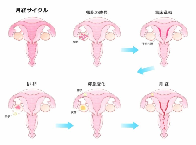 生理(月経)のサイクル