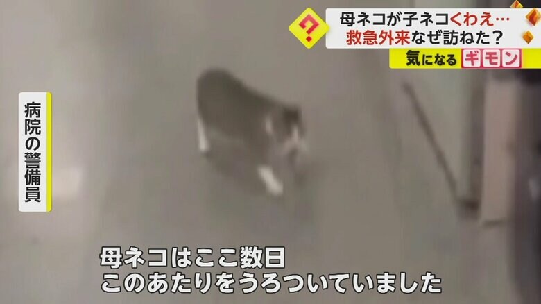 母ネコはここ数日、病院の辺りをうろついていたという