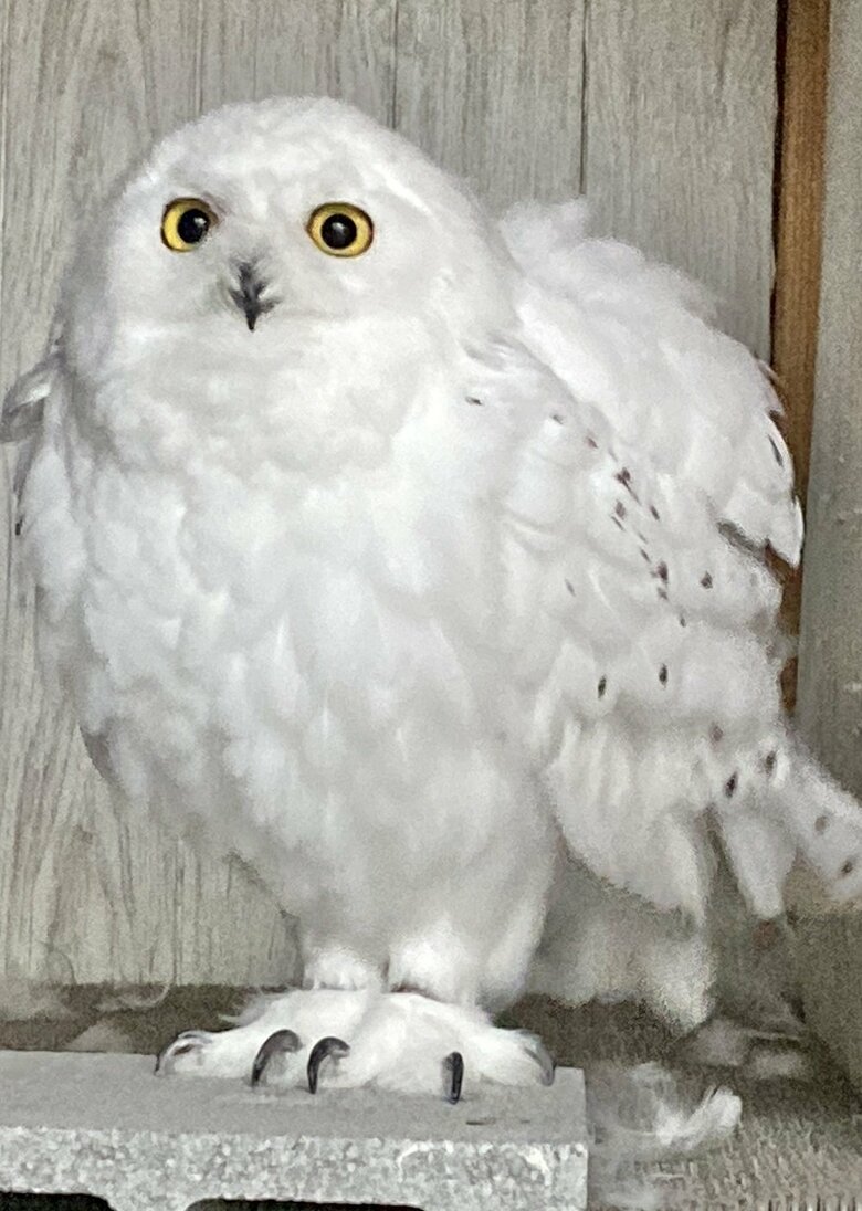 膨らむこともできる