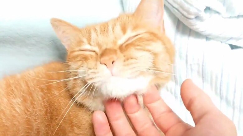 あごを触られてご満悦