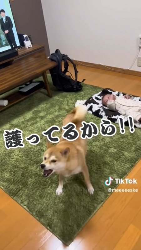 提供：柴犬こちゃんさん