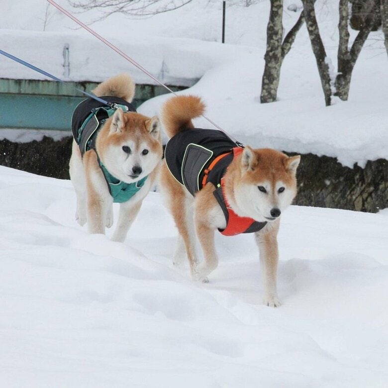 雪の中の柴犬列車！