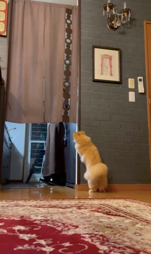 ママさんが好き過ぎて出待ちしちゃう（提供：ネコランドさん）