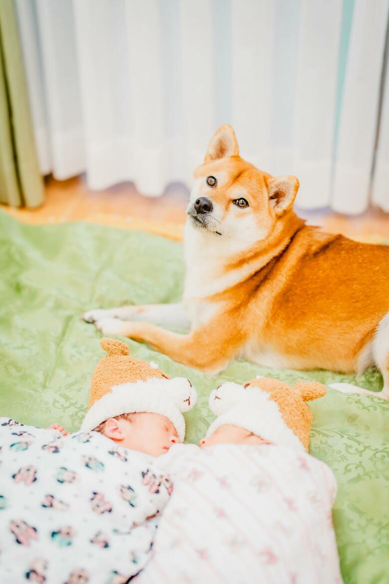 むぎちゃんと、左：妹まーちゃん、右：姉ゆーちゃん（提供：柴犬 むぎさん）