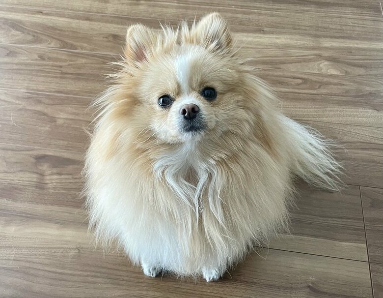 ピカルディくん