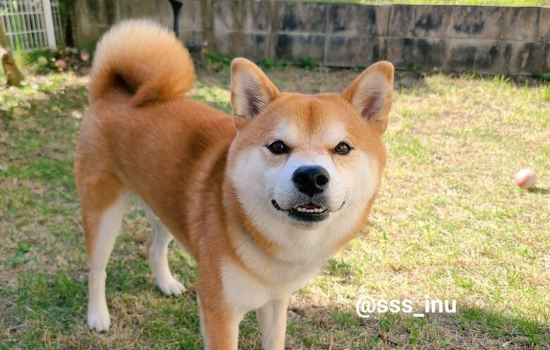 麦くん