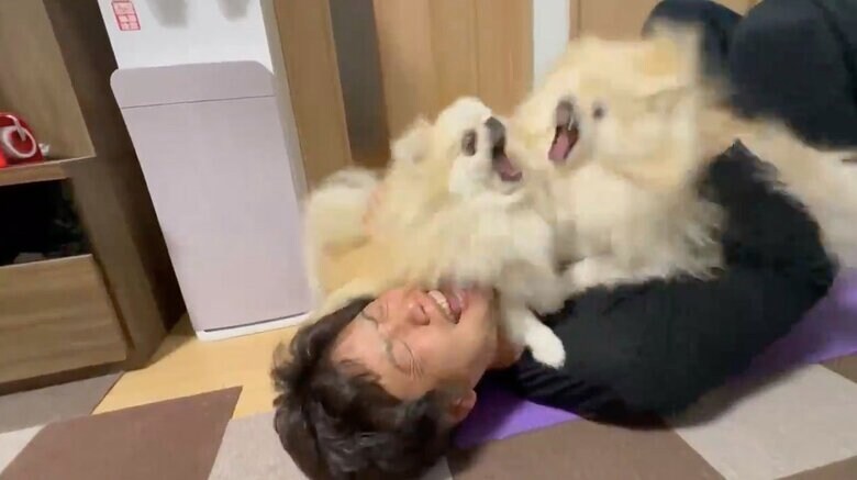 提供：愉快な3姉妹ポメラニアンちゃんねるさん