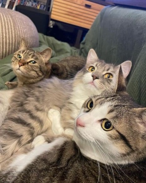 左から花火くん、あくびくん、山葵くん。