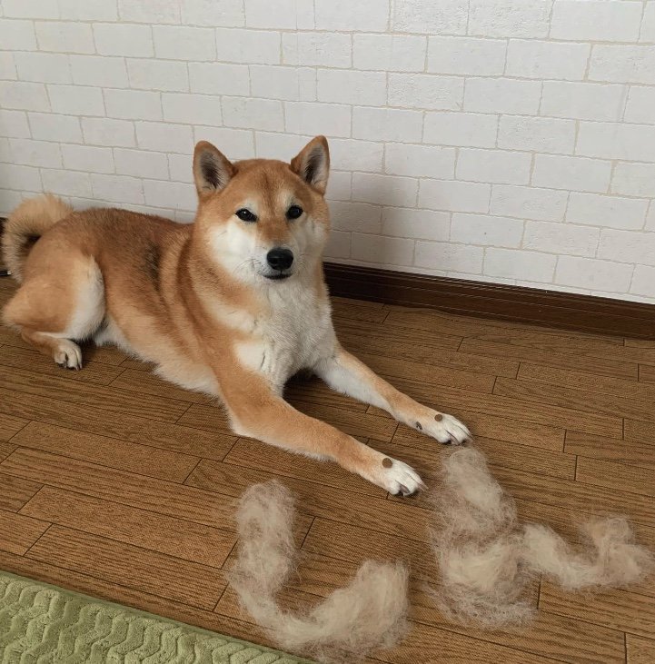 提供：柴犬 しんさん