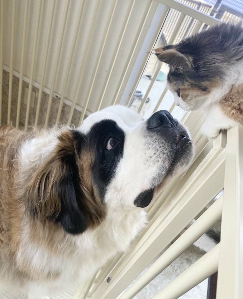 ノエルちゃんは抱っこされてサークルの上からのぞくのが好きだそう