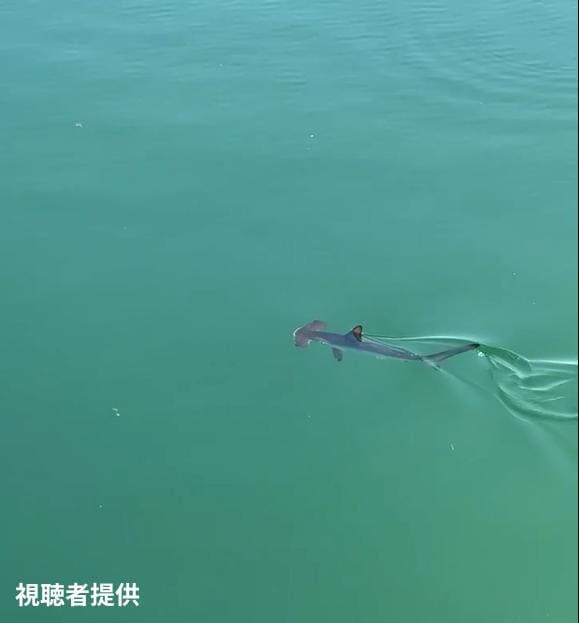 視聴者提供