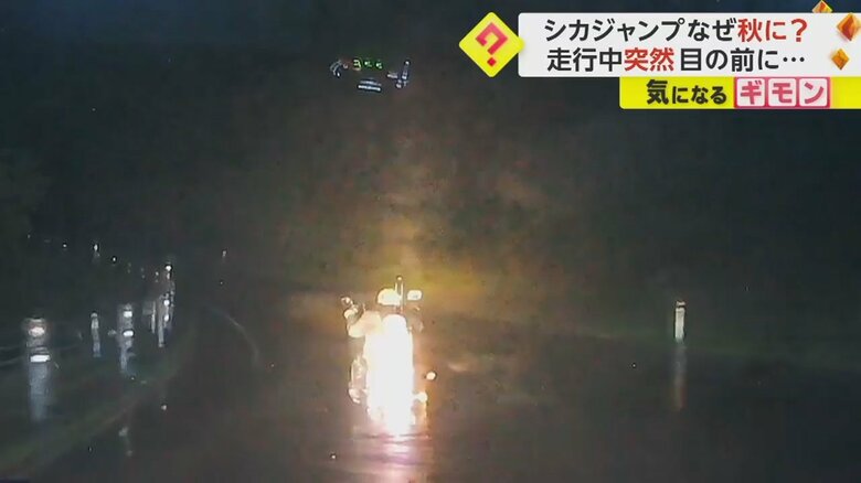 シカがガードレールを跳び越え、バイクの前を走り抜ける瞬間①