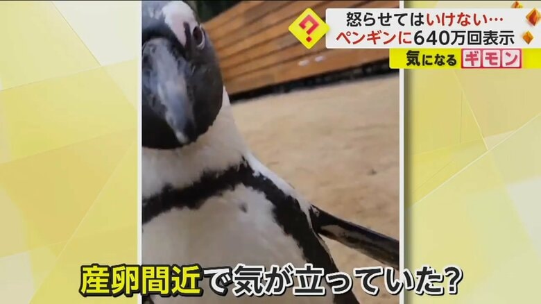 カメラに近寄ってくるペンギンのガンくん