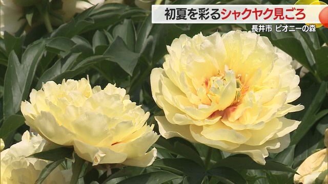 白・クリーム・ピンクなど、色とりどりのシャクヤクが所狭しと咲き誇っていた