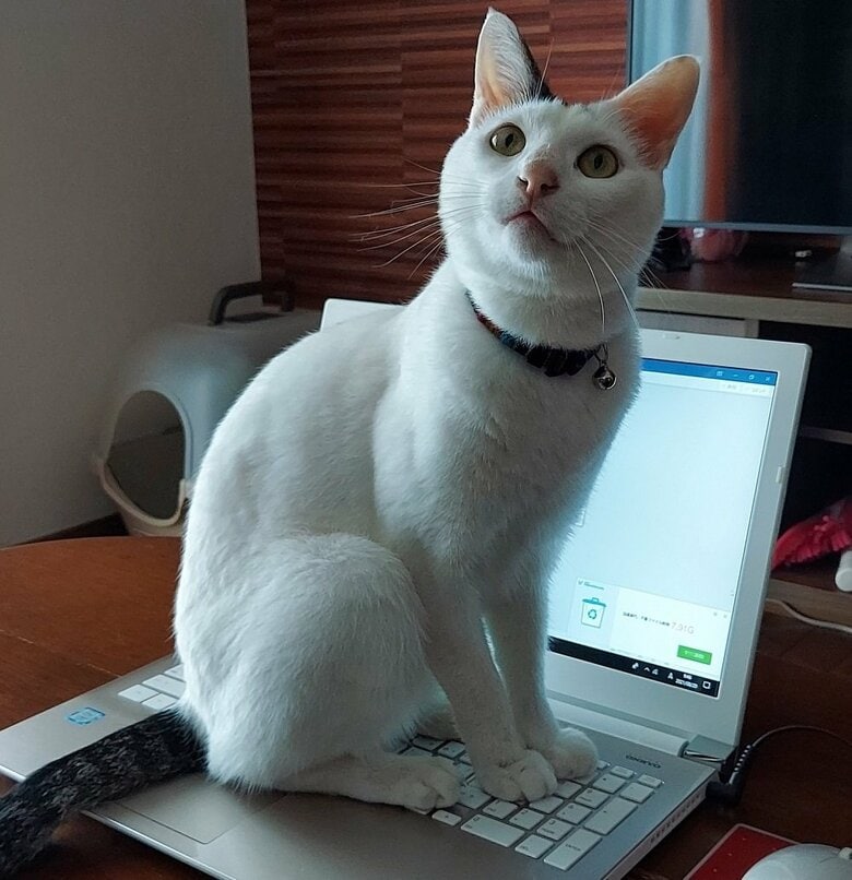 パソコンの上に座る豆大福くん