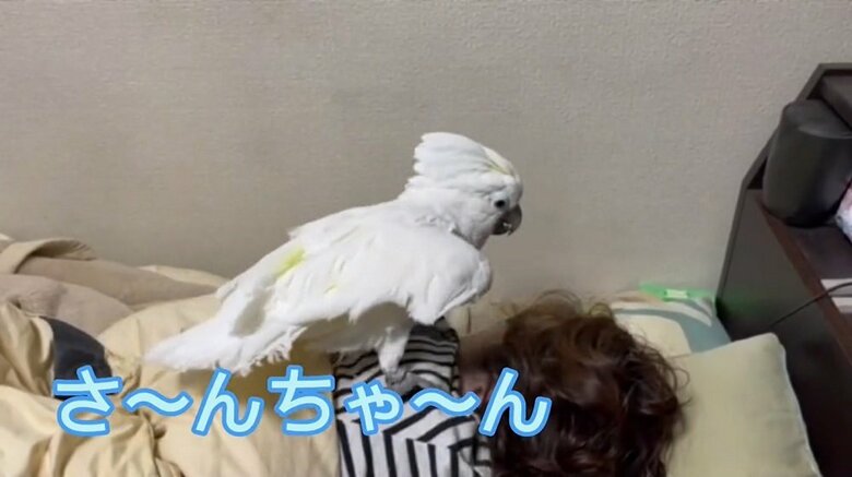 寝ている飼い主さんを起こそうとしている