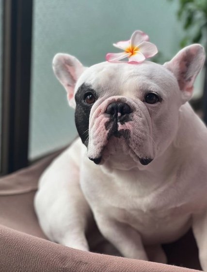 提供：こぶしさん